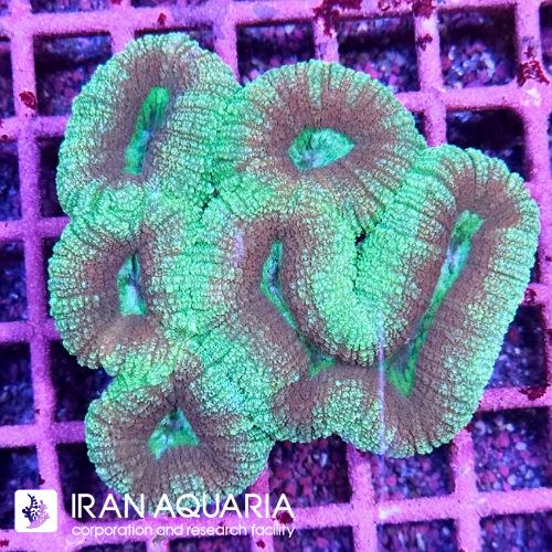 لوبو برین(Lobo Brain Coral)  
