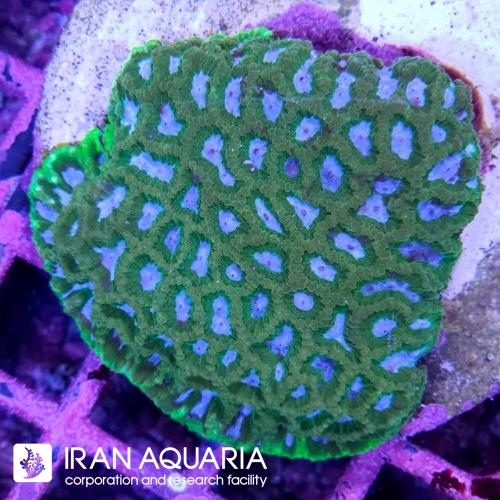 فاویا چشم آبی(Favia)  