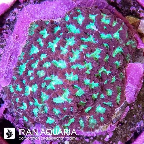 فاویا بلیدینگ اپل (Favia) 