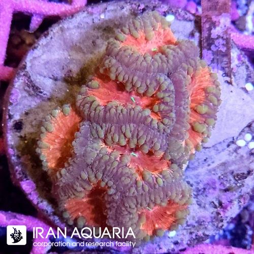 بلاستوموسا(Blastomussa)  