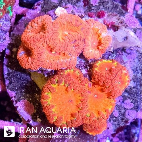 بلاستوموسا(Blastomussa)  