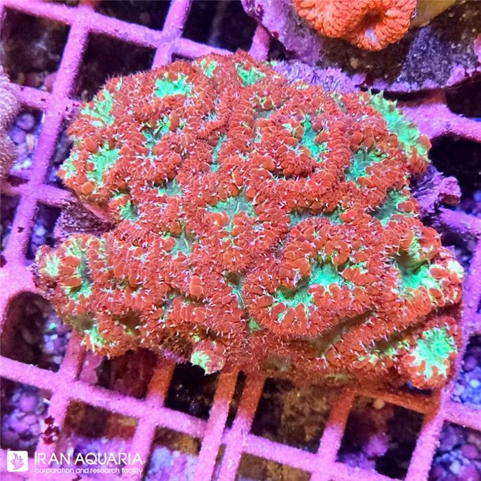 بلاستوموسا(Blastomussa)  