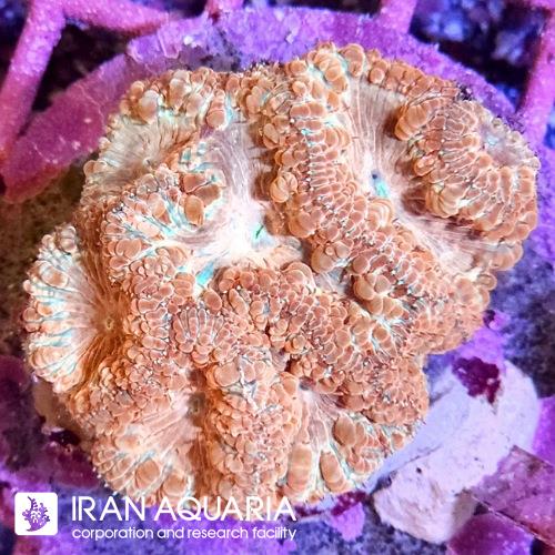 بلاستوموسا(Blastomussa)  