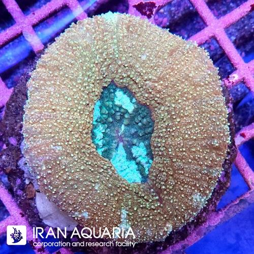 لوبو برین (Lobo Brain Coral)  