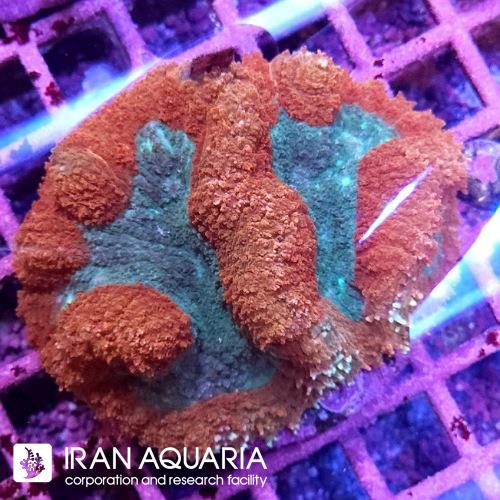 لوبو برین (Lobo Brain Coral) 