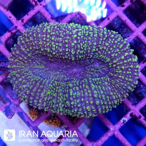 لوبو برین (Lobo Brain Coral)  