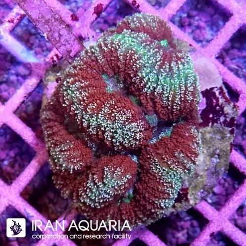 لوبو برین (Lobo Brain Coral)  