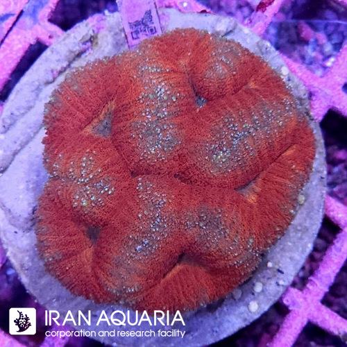 لوبو برین (Lobo Brain Coral)  