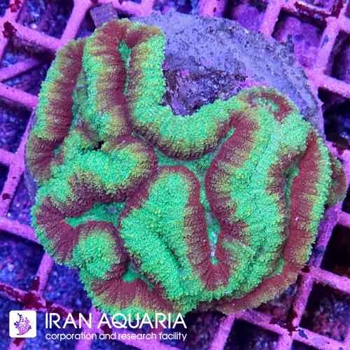 لوبو برین (Lobo Brain Coral)  