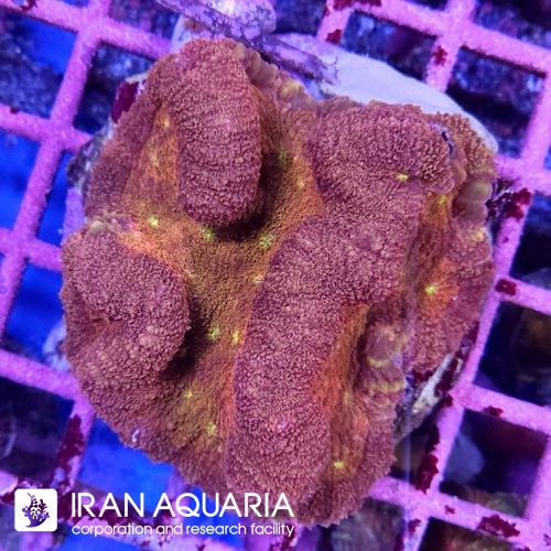 لوبو برین (Lobo Brain Coral)  