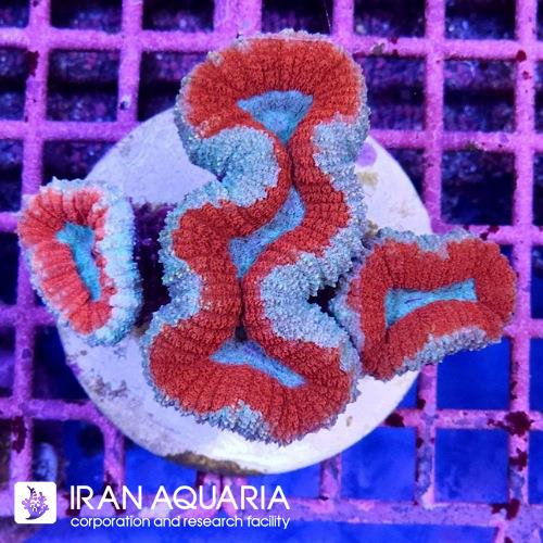 لوبو برین (Lobo Brain Coral)  