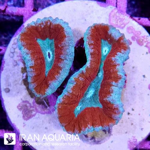 لوبو برین (Lobo Brain Coral)  