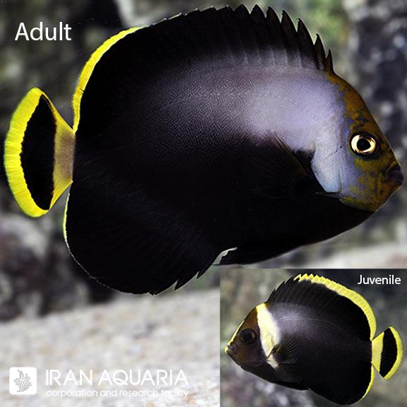 فرشته ماهی بلک ولوت (Black Velvet Angelfish)