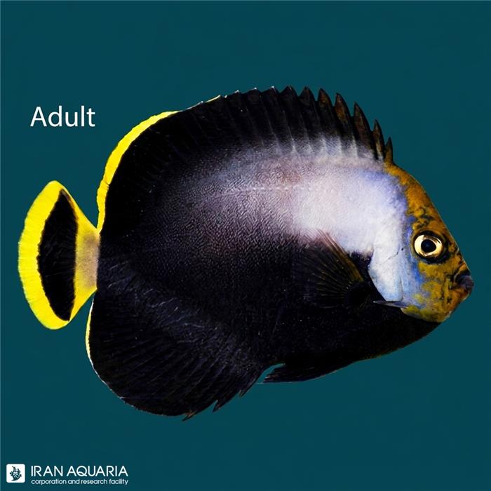 فرشته ماهی بلک ولوت بالغ (Black Velvet Angelfish)