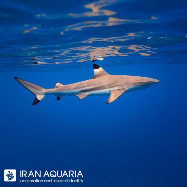 کوسه بلک تیپ (Blacktip Reef Shark)