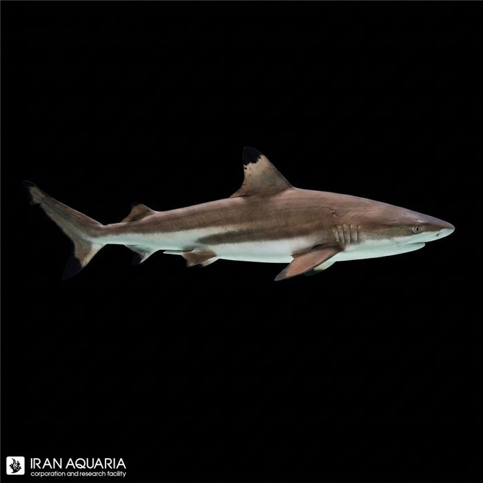 کوسه بلک تیپ (Blacktip Reef Shark)