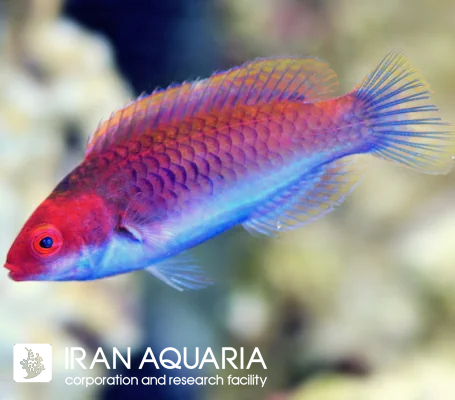 راس فرشته سر قرمز (Red head Wrasse)