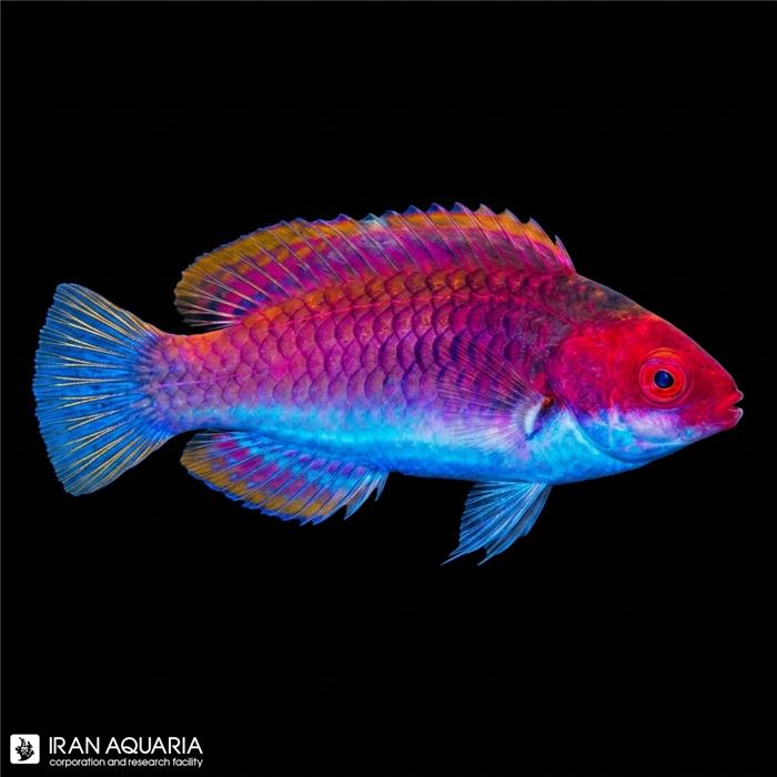 راس فرشته سر قرمز (Red head Wrasse)