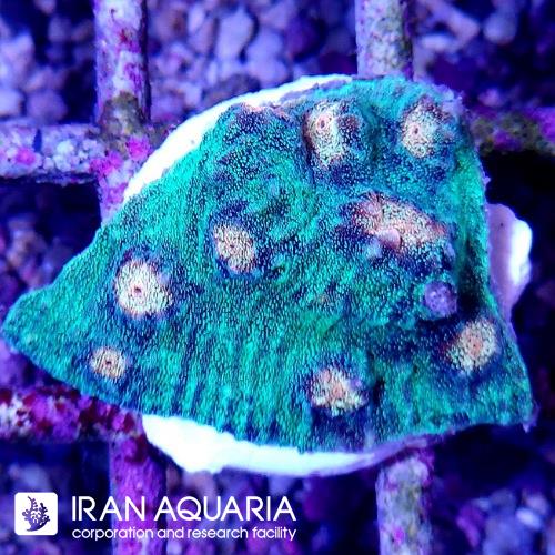 چلیس چشم زرد (Chalice)