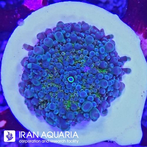 ماشروم رکوردیا یوما (Yoma mashroom)