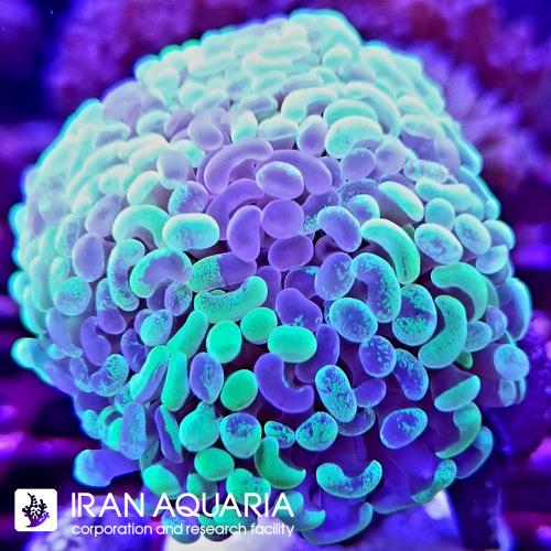 برنچینگ همر اسپلتر(Hammer Coral)  