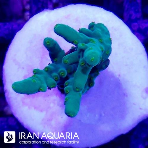 آکروپورا (ACROPORA)