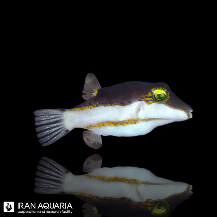 پافر بایکالر (Grey white Toby)