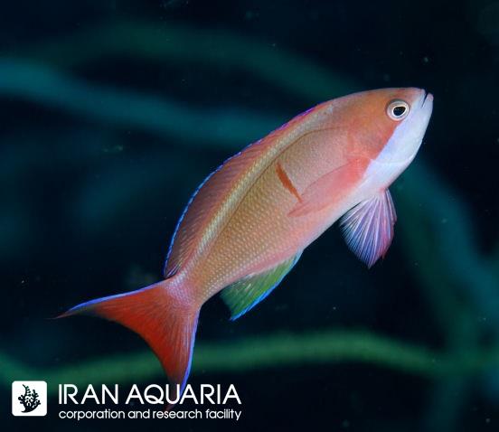 آنتیاس رد بار (REDBAR ANTHIAS)