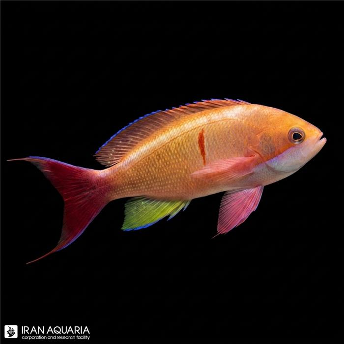 آنتیاس رد بار (REDBAR ANTHIAS)