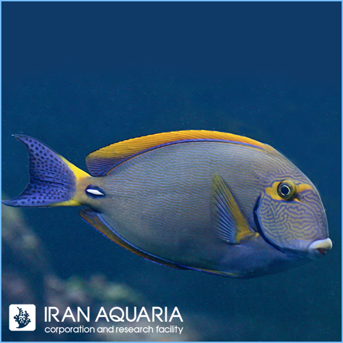 جراح دوسومری (Dusumieri Tang)