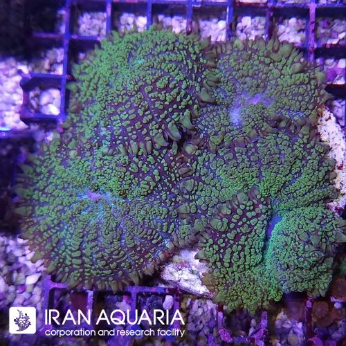 ماشروم روداکتیس سبز ( Mushroom )