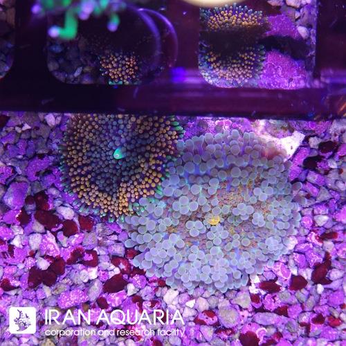 پک ماشروم فلوریدا و یوما (Yoma Ricordia Mushroom ) 