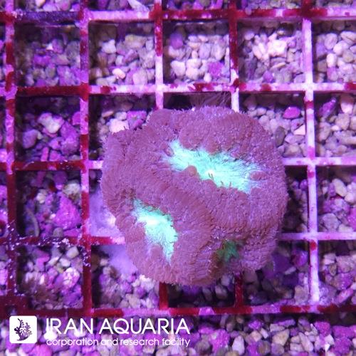 بلاستوموسا استرالیایی (Blastomussa) 