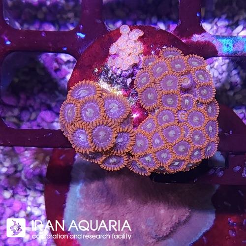 پلیپ زوئانتووس رد هورایزن (Zoanthid polyp)