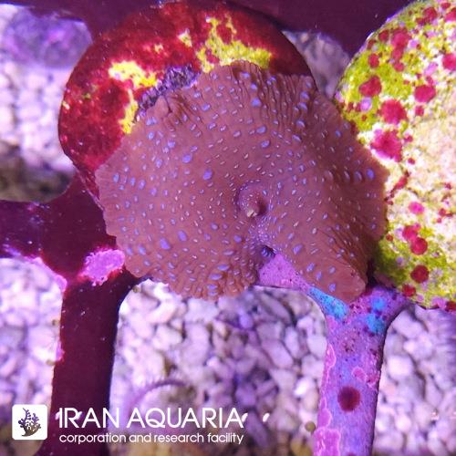 ماشروم بلو اسپات (Mushroom)