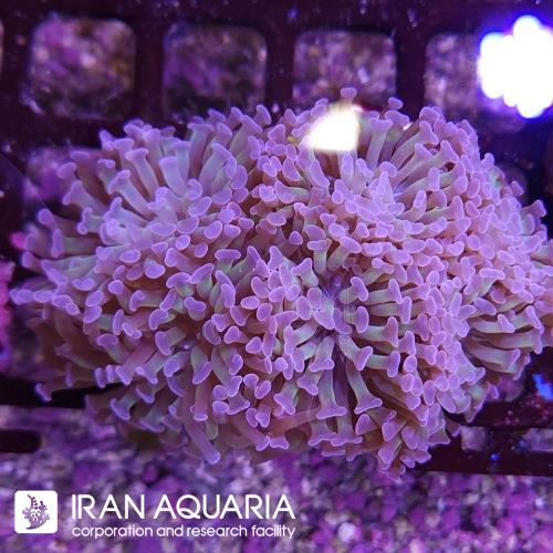 برنچینگ همر دو رنگ (Hammer coral)