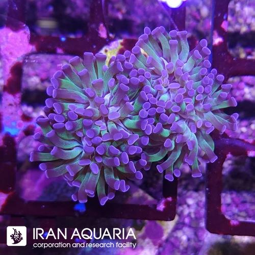 برنچینگ همر دو رنگ (Hammer coral)