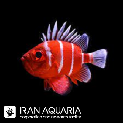 سرباز ماهی بیگ آی ژاپنی (JAPANESE BIG EYE SOLDIERFISH)