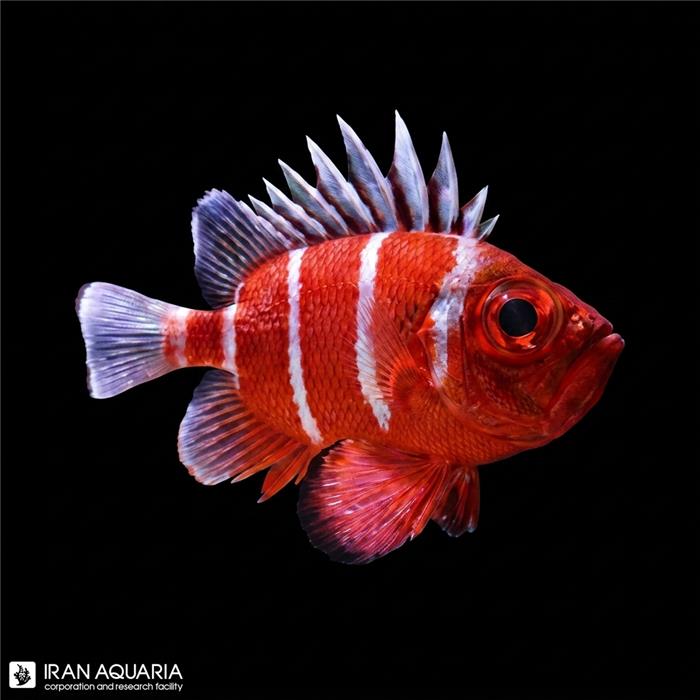 سرباز ماهی بیگ آی ژاپنی (JAPANESE BIG EYE SOLDIERFISH)
