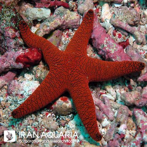 ستاره قرمز هندی (red starfish fromia indica)