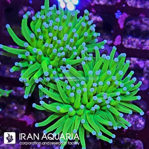 تورچ هولی گریل مالزیایی (Torch Coral)