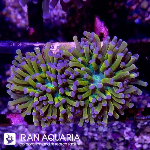 تورچ هولی گریل (Torch Coral)