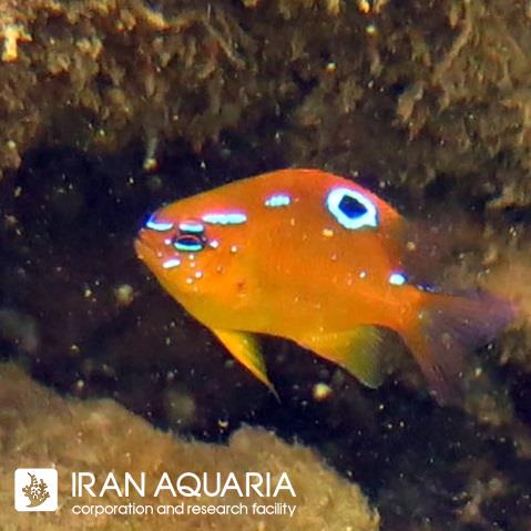 دامسل بونانگ (Bonang Damselfish)