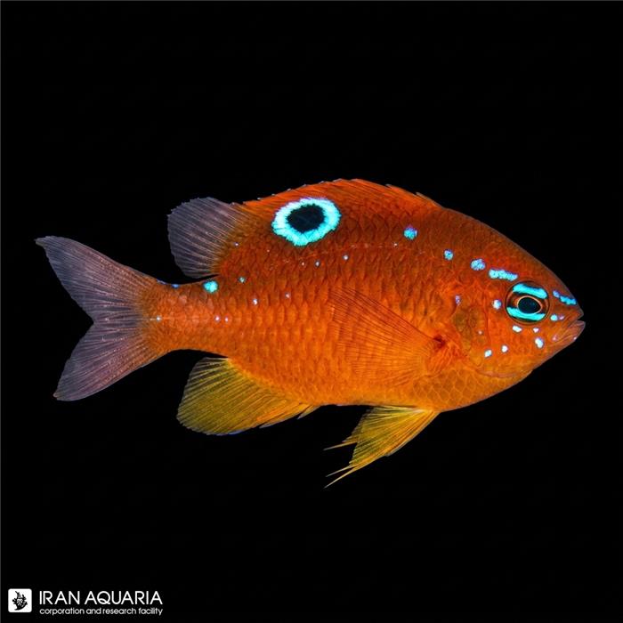 دامسل بونانگ (Bonang Damselfish)