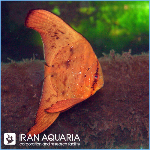 خفاش ماهی اوربیکولت (Platax orbiculais)