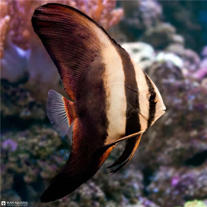 خفاش ماهی اوربیکولت (Platax orbiculais)