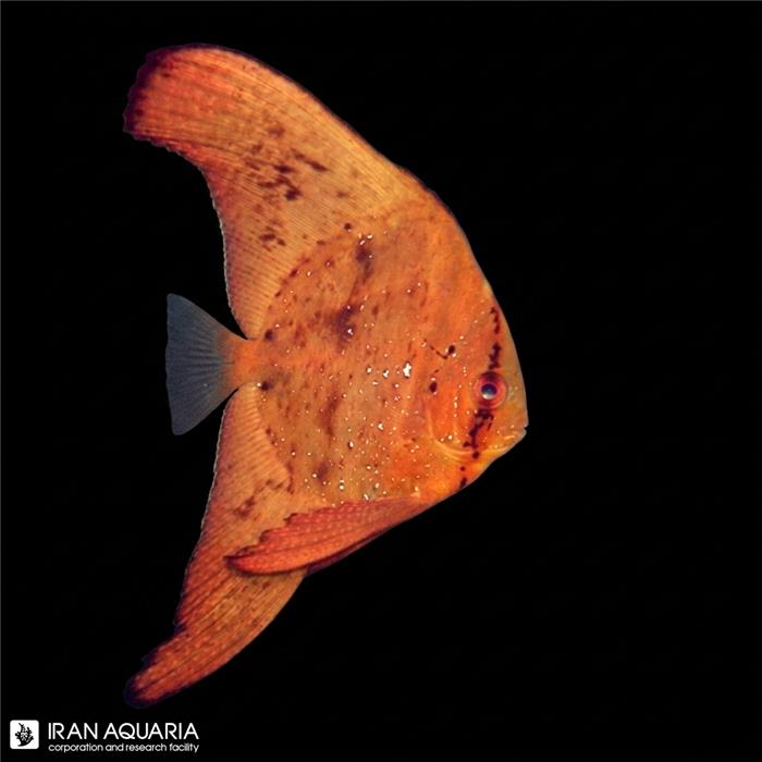 خفاش ماهی اوربیکولت (Platax orbiculais)