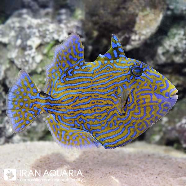 ماشه ماهی فاسکوس (Bluelined Triggerfish)