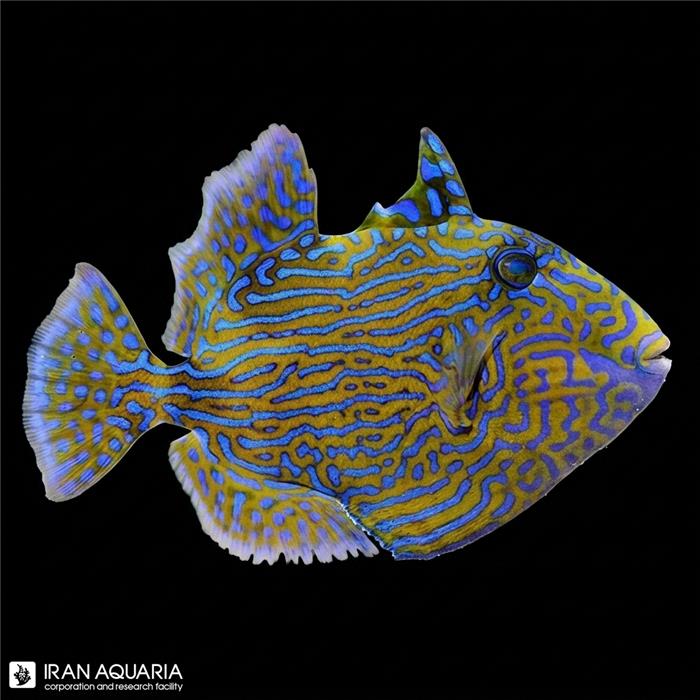 ماشه ماهی فاسکوس (Bluelined Triggerfish)