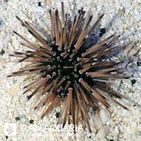 توتیا صخره ای (Echinometra mathaei)